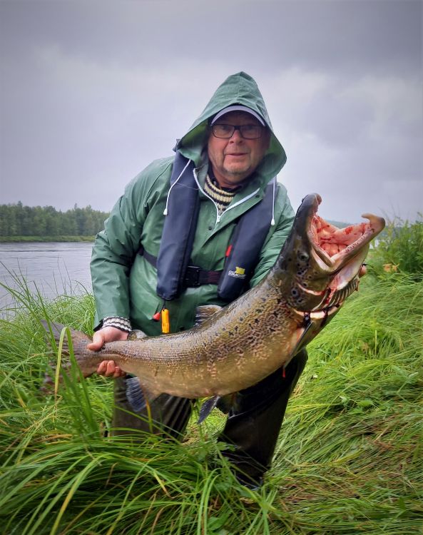 Но больше всего лососей добыто Саарио на обычную медную «колебалку» Kuusamo