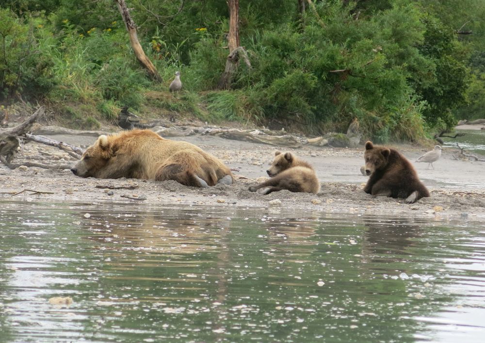 Медведи – сытые отнерестившейся рыбой