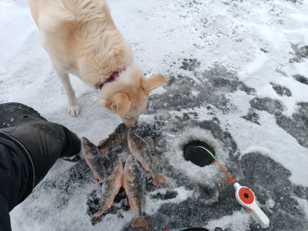 В любой мороз Люся идёт со мной на рыбалку